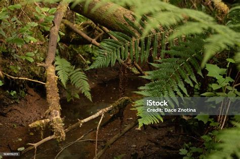 A Floresta: Uma Sinfonia de Verde e Luz Misteriosa!